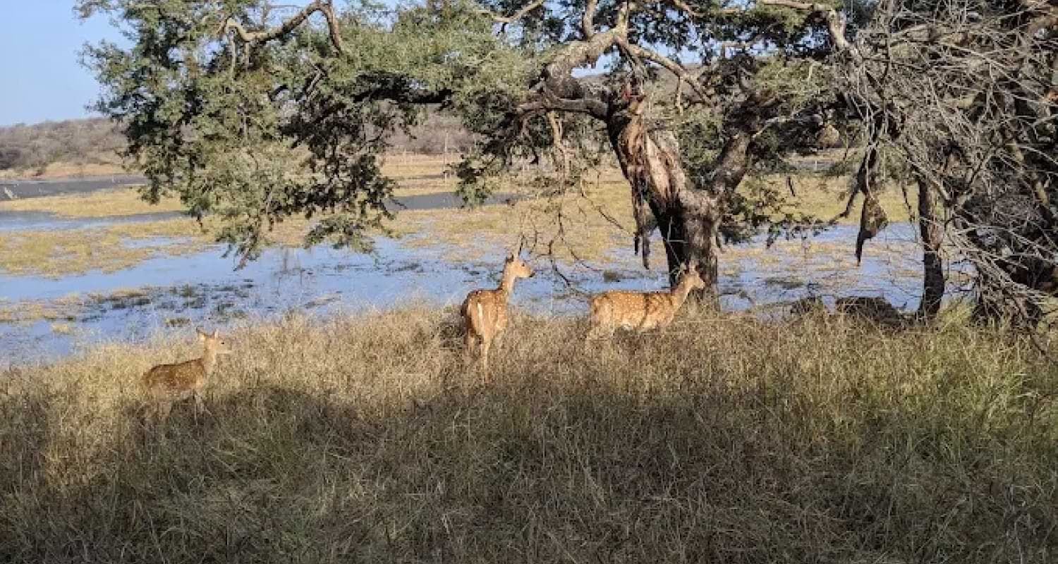 Spotted Deer Grazing during Ranthambore Jungle Safari Ranthambore Safari Wildlife