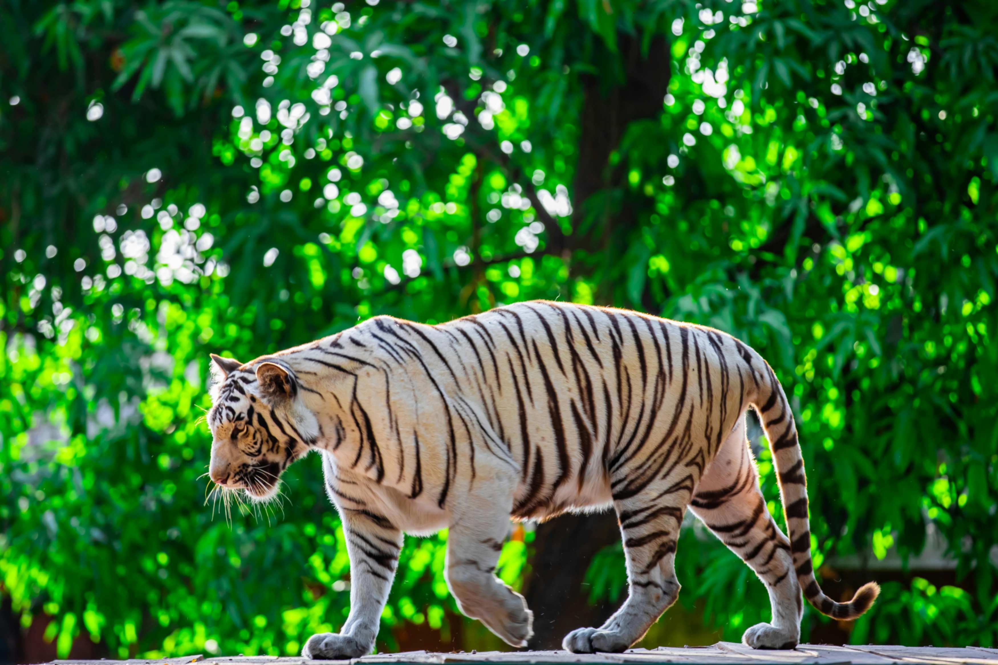 Ranthambore Card Image Ranthambore - The Tiger Reserve City