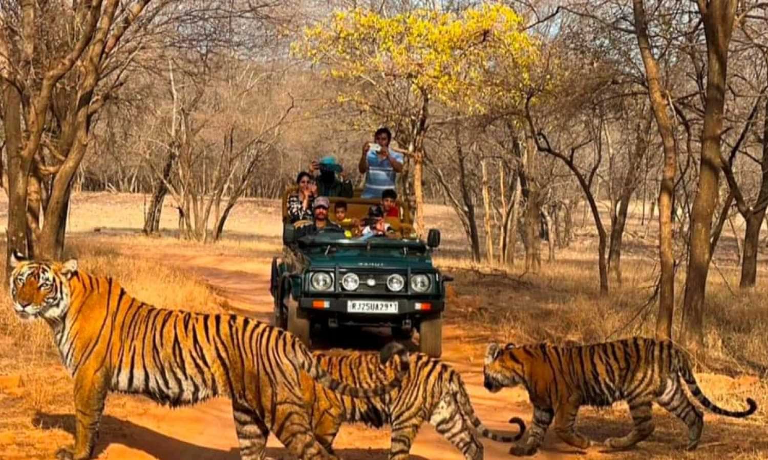 Jungle Safari at Ranthambore National Park From Jaipur Ranthambore Day Trip From Jaipur