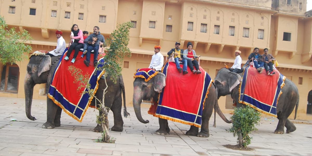 Elephant Safari in Jaipur: Traditional Royal Ride Experience Elephant Safari in Jaipur