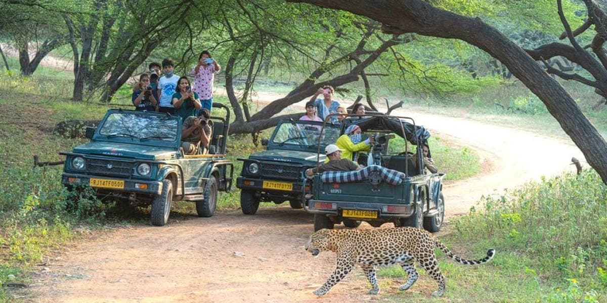 Jhalana Leopard Safari Jaipur: Wildlife Sightseeing Adventure Jhalana Leopard Safari