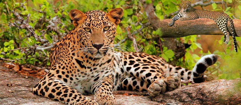 Jhalana Leopard Safari image