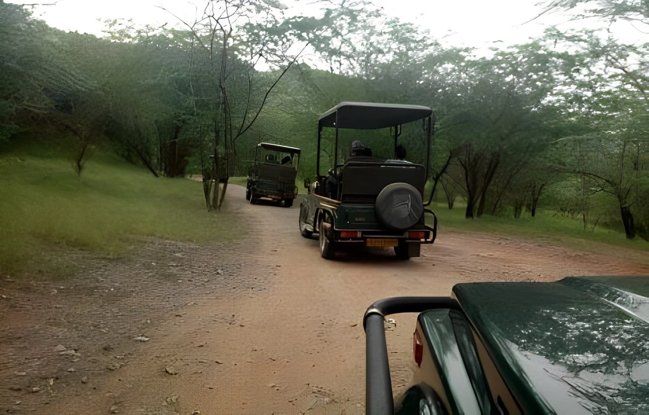 jhalana-safari img